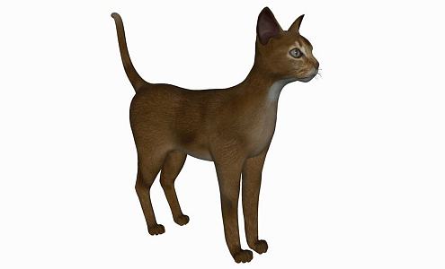 Modern Cat Animal Cat 3d model