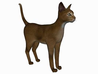 Modern Cat Animal Cat 3d model