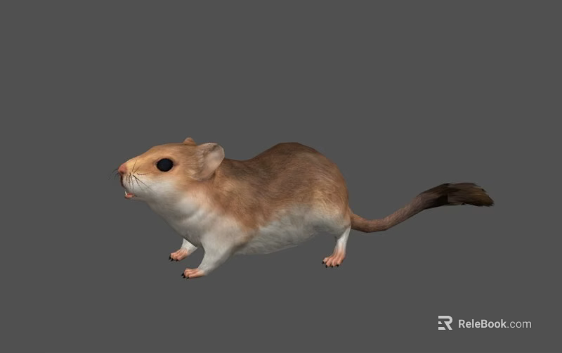 Brown And White Mouse Standing With Long Tail On Gray Background 3d model 