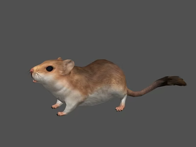 Brown And White Mouse Standing With Long Tail On Gray Background 3d model