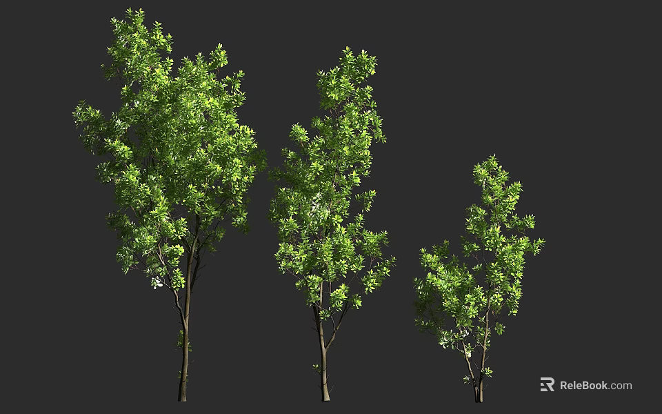 Green Arbor Trees With Different Sizes Trunks And Lush Leaves On Dark Background 3d model 