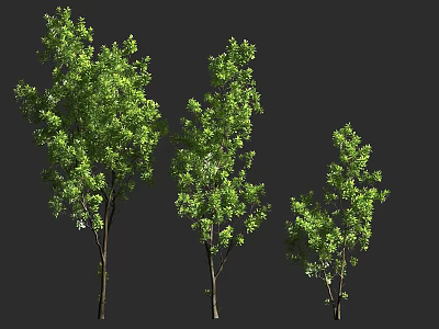 Green Arbor Trees With Different Sizes Trunks And Lush Leaves On Dark Background 3d model
