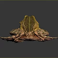 Yellow and Green Spotted Frog Standing on Black Surface With Reflection 3d model
