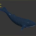 Realistic Blue Whale Model Displayed On Gray Background With Shiny Reflection 3d model