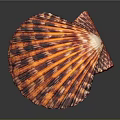 Detailed Red and Orange Striped Spotted Scallop Shell in Close Up View