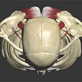 Clear Human Skeleton Model Displaying Bone Organ Anatomical Structure Details 3d model