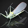 Green and Yellow Mantis with Red Transparent Wing Patterns Slender Legs on Black Background Reflection