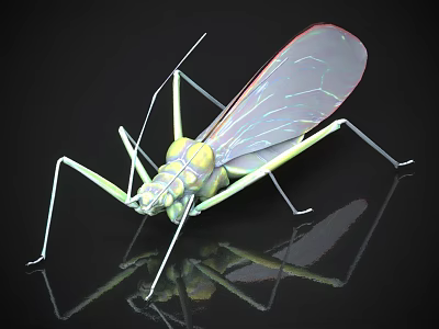Green and Yellow Mantis with Red Transparent Wing Patterns Slender Legs on Black Background Reflection 3d model