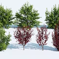 Diverse Garden Trees With Green And Red Foliage And Varied Canopy Shapes