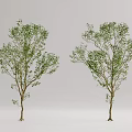 Modern Tree Landscape Tree 3d model