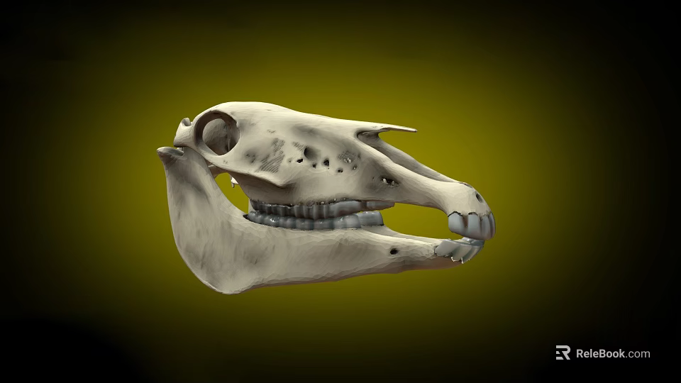 Detailed Animal Skull Anatomical Structure With Visible Teeth On Green Background 3d model 