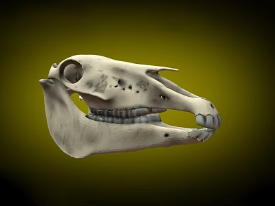 Detailed Animal Skull Anatomical Structure With Visible Teeth On Green Background 3d model