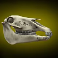 Detailed Animal Skull Anatomical Structure With Visible Teeth On Green Background