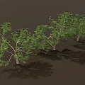 Vibrant Green Trees With Lush Foliage And Strong Trunks In Natural Setting