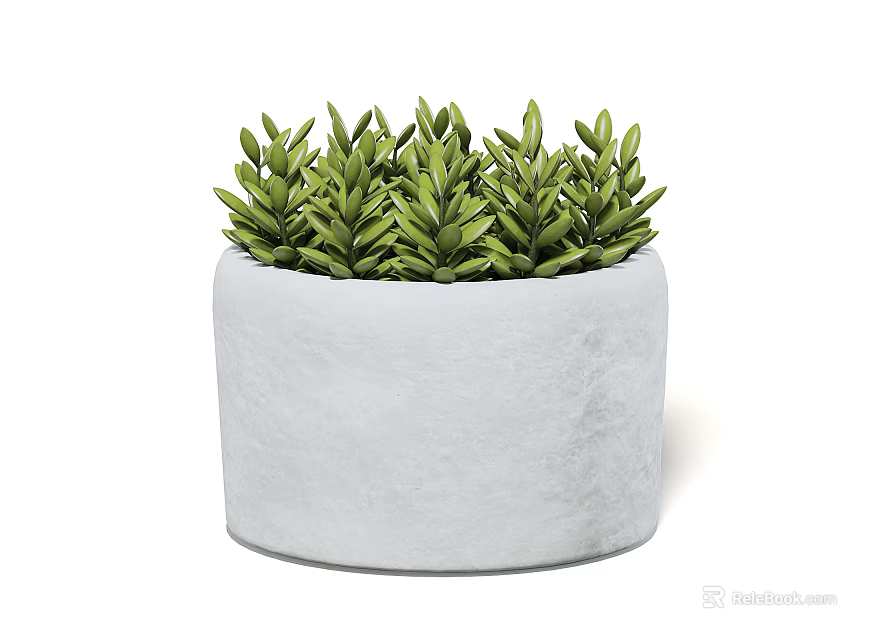 Stylish Potted Bonsai Plant With White Concrete Pot And Lush Green Succulent Leaves 3d model 