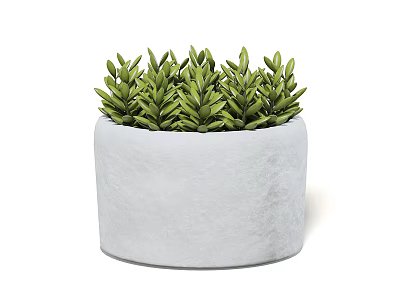 Stylish Potted Bonsai Plant With White Concrete Pot And Lush Green Succulent Leaves 3d model