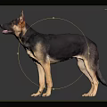 Alert German Shepherd Dog Standing On Reflective Black Surface With Grey Gradient Background 3d model