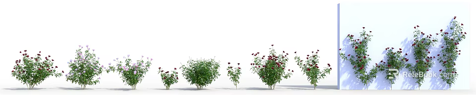 Various Sizes Flower Plants With Red Blooms And Green Foliage On White Background 3d model 