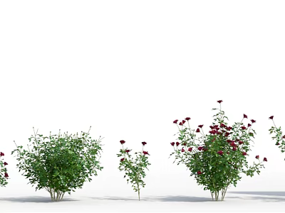 Various Sizes Flower Plants With Red Blooms And Green Foliage On White Background 3d model