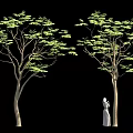 Person In White Dress Standing Beside Tree With Green Leaves On Black Background