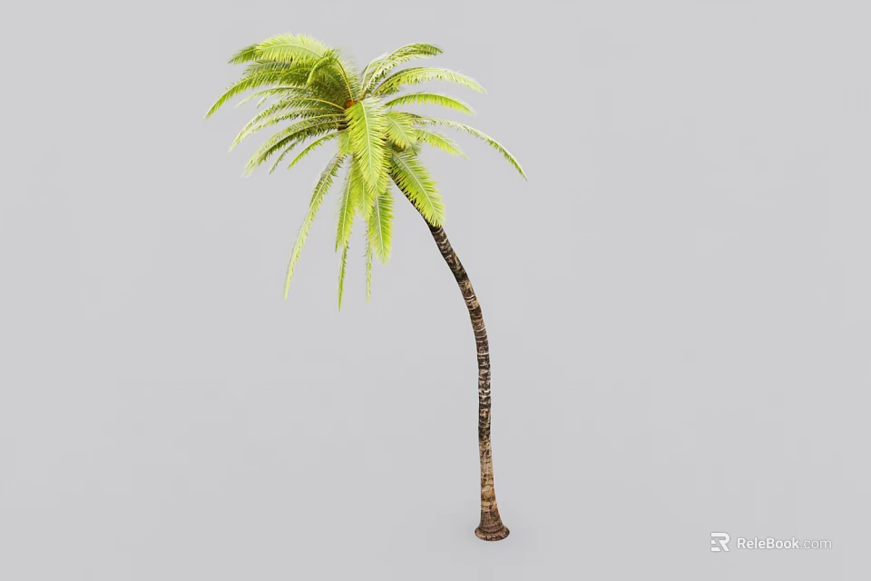 Tall Palm Tree With Green Fronds And Brown Trunk For Outdoor Landscaping 3d model 