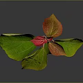 Vibrant Plant with Green and Red Leaves and Fresh Foliage on Dark Background