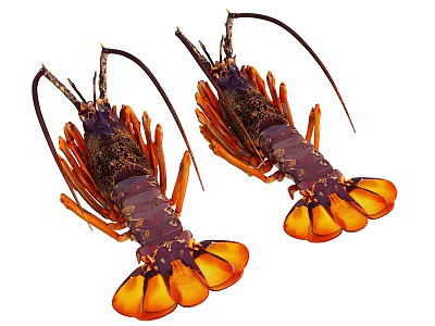 Two Vibrant Aquatic Lobsters With Purple Orange Shells Long Antennae and Claws 3d model
