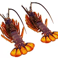 Two Vibrant Aquatic Lobsters With Purple Orange Shells Long Antennae and Claws