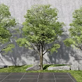 Three Arbor Trees Against Gray Wall With Stone Pavement Grass And Stones