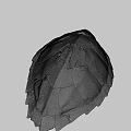 Natural Turtle Shell Specimen Exhibit In Nature Lab For Scientific Research