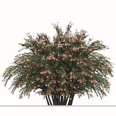 Flowering Arbor With Lush Foliage And Pink Blossoms In Garden 3d model