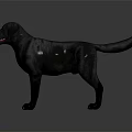 Realistic Black Labrador Dog Standing Isolated on Dark Background with Shiny Coat