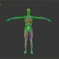 Pink Human Anatomy Model With Arms Outstretched Showing Internal Structures For Medical Education