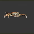 Orange and Brown Crab With Large Claws Long Legs And Reflection On Dark Background