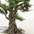 ancient tree banyan tree evergreen banyan tree whisker fine leaf banyan vine tree big tree 3d model