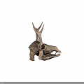 Detailed Dinosaur Skull Fossil Exhibit From University of Wyoming Collection