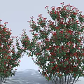 Different Sizes of Flowering Shrubs with Green Leaves and Red Flowers Arranged in a Row