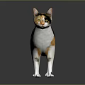 Calico Cat With White Black And Orange Fur Standing On Dark Background With Reflection