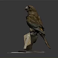 Vintage Bird Specimen Perched On Wooden Base With Small Information Tag