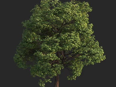 Tall Arbor With Lush Green Canopy And Strong Straight Trunk 3d model