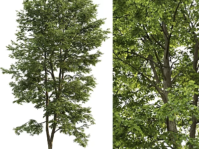Natural Looking Green Tree Decorative Ornament Set With Leafy Branches For Home Decoration 3d model
