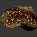 Natural Organ and Hair Like Features on Brown Spiral Snail Shell