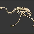 Detailed Avian Skeleton Organ Structure With Long Neck Slender Legs And Claws On Dark Background
