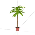 Potted Plant With Tall Trunk And Large Green Leaves In Red Pot For Indoor Decor