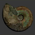 Ancient Ammonite Fossil With Colorful Spiral Shell And Iridescent Surface On White Background