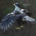 Black Feathered Falcon with White Spotted Chest Yellow Beak Claws and Spread Wings on Grassland
