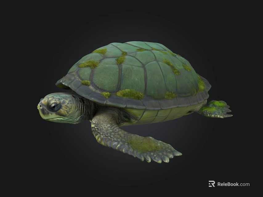 Green Sea Turtle Aquatic Animal With Moss Covered Shell And Natural Marine Features 3d model 