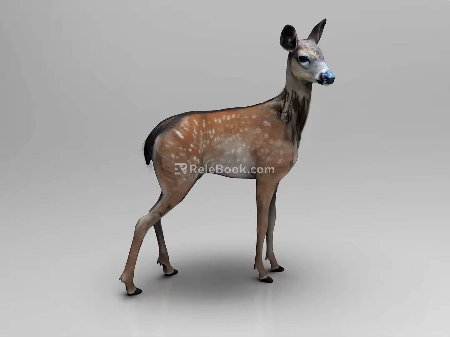 Deer Fawn Elk Sika Deer 3d model