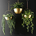Lush Hanging Basket Plants in Golden Baskets with Trailing Greenery on Black Background