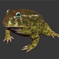 Green and Yellow Spotted Frog with Large Eyes on Shiny Gray Surface